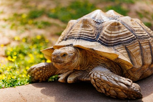 Close-up shot of an old turtle lying on a stone surface in the sunlight.