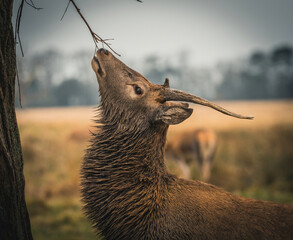 Here is a selection of my best wildlife photography taken over a period of 2 years 