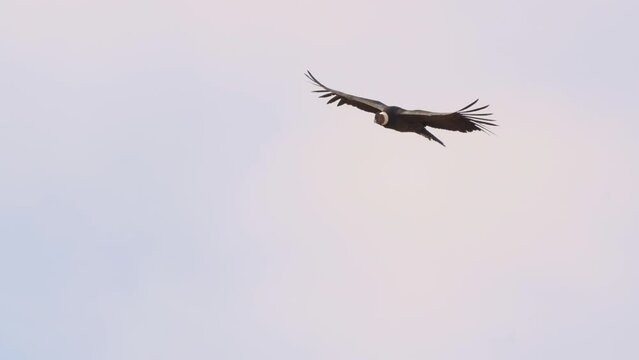 Andean condor (Vultur gryphus), one of the largest flying birds in the world over the mountains of San Luis, Argentina