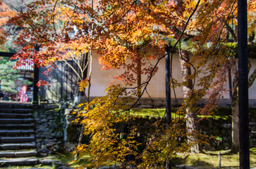 京都嵐山から嵯峨野周辺の紅葉