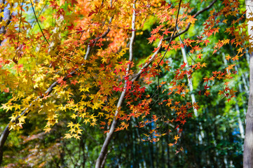 京都嵐山から嵯峨野周辺の紅葉