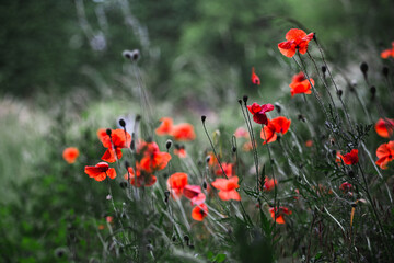 Naklejka premium Red poppy flowers on a dark green background of grass - the wind oppresses the flowers