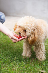A woman hand feeds strawberries to a fluffy toy poodle puppy on the lawn - a sweet vitamin treat