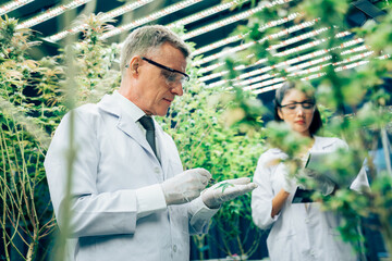 Portrait of senior scientist checking cannabis plants in a greenhouse, alternative medicine and...