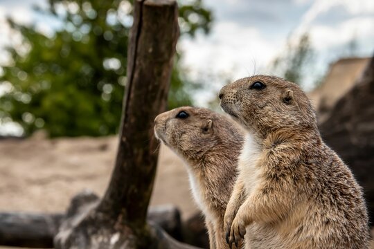 Selective focus shot of two gophers