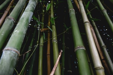 Low-angle shot of bamboo plants on dark background