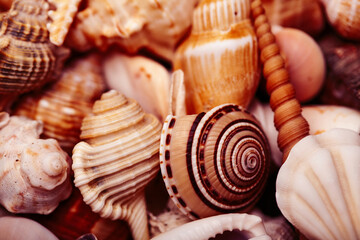 a lot of seashells diverse form on background