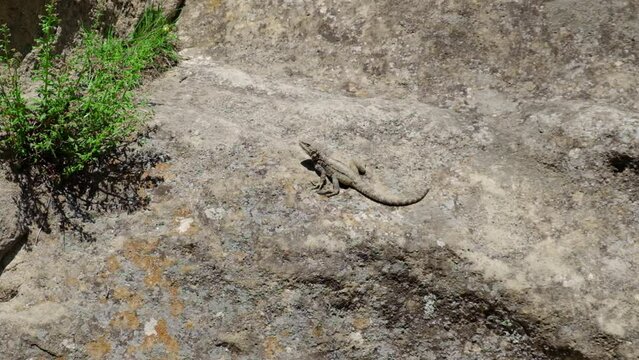 Lizards run in rocks and mountains. Selective focus.
