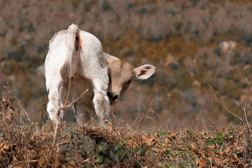 Baby calf with umbilical cord