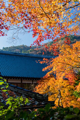 京都嵐山の紅葉