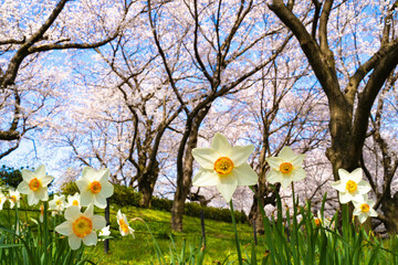 水仙と桜
