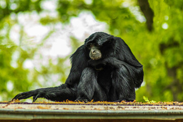 Im Burger Zoo in den Niederlanden