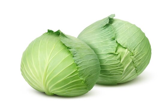 キャベツ Images Browse 24 409 Stock Photos Vectors And Video Adobe Stock