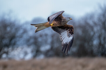Red Kite (Mlvus milvus) in flight