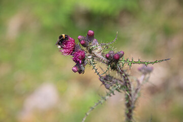 Distel mit Hummel