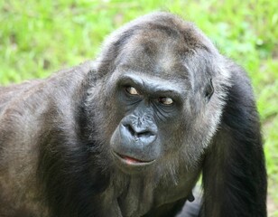 Closeup portrait of a gorilla looking aside, sitting on a green grass © Buellom/Wirestock Creators