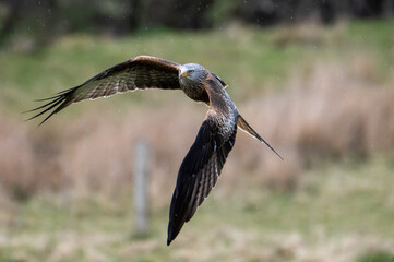 Red Kite (Mlvus milvus) in flight
