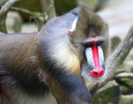 マンドリル の画像 10 766 件の Stock 写真 ベクターおよびビデオ Adobe Stock