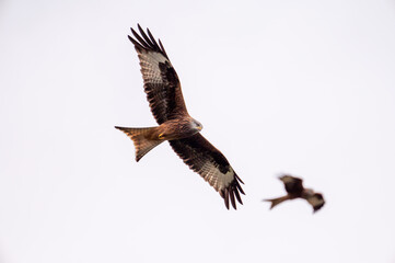 Fototapeta premium Red Kite (Mlvus milvus) in flight
