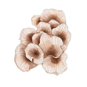 Oyster Mushroom Mushroom Watercolor Food Illustration Isolated On White Background