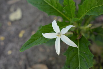 Laurentia longiflora flowers that are in bloom, are used as herbal medicines or natural pesticides. can be used to heal the eyes
