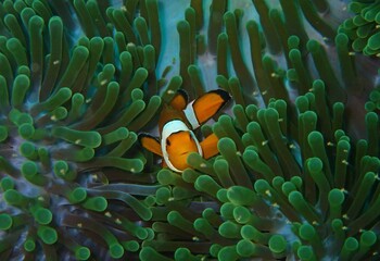 Clown Anemonefish, Amphiprion percula, swimming among the tentacles of its anemone home - obrazy, fototapety, plakaty