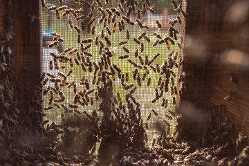 Beekeeping in countryside. Organic farming