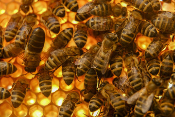 Macro photo of a bee on honeycombs. June honeymoon. Beekeeping and honey production.