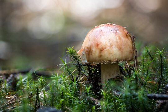 Closeup of a blushing amanita (Amanita rubescens) growing on the ground in a forest