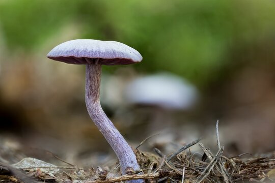 Closeup of a Laccaria amethystina (amethyst deceiver) growing on the ground in a forest