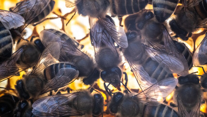 Macro photo of a bee on honeycombs. June honeymoon. Beekeeping and honey production.