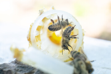 Beekeeping Rearing Cup Kit Bee Queen Cages Roller Beekeeper Tool Equipment