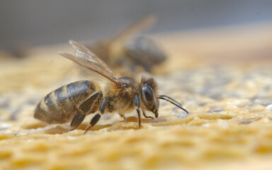 Macro photo of a bee on honeycombs. June honeymoon. Beekeeping and honey production.