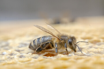 Macro photo of a bee on honeycombs. June honeymoon. Beekeeping and honey production.