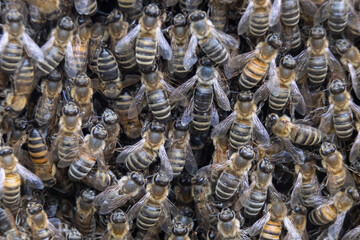 Macro photo of a bee on honeycombs. June honeymoon. Beekeeping and honey production.