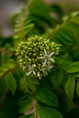 close up of a flower