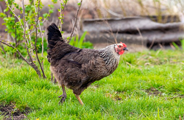 Black spotted chicken on a farm in the garden near the currant bushes