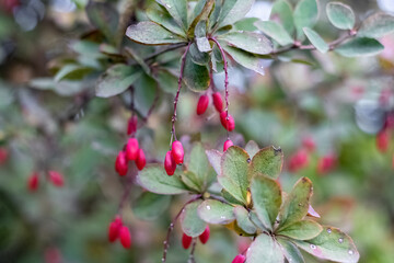 Red barberry berries in the garden on the bush