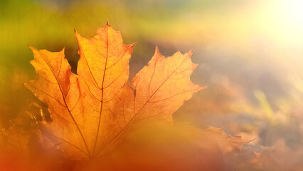 Naklejka na ściany i meble Orange maple leaf close up on the ground in the sun rays. Autumn leaves