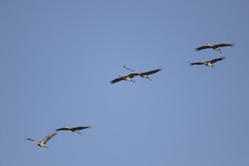 sandhill cranes flying in formation across blue sky