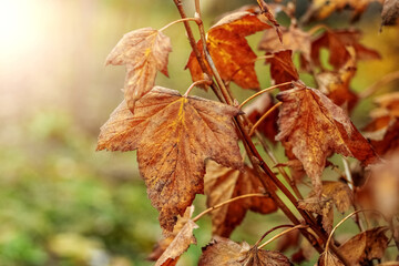 Currant bush with dry autumn leaves in the garden in sunny weather