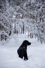 Black labrador in the winter forest