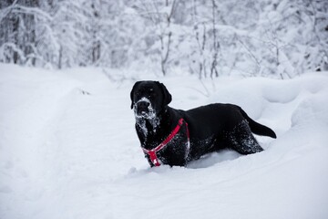 Black labrador in the winter forest