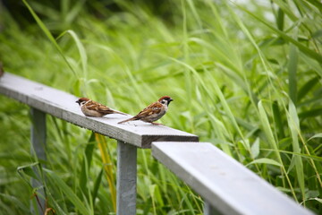 Two sparrows