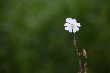 White wild flower