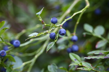 Blueberries in the forest