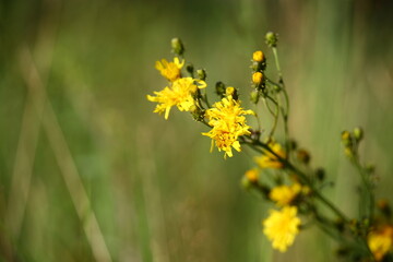 Yellow wild flower