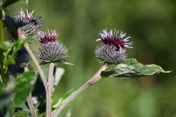 Purple thistle
