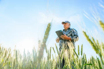 Foto op Canvas Side view of serious elderly male farmer scrolling tablet while standing in wheat field with green plants during work in countryside. Mature worker browsing tablet in field © Alexandr