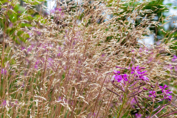 grasses with purple flowers in summer